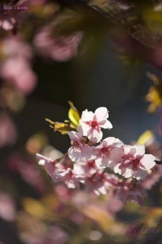 Cherry blossom