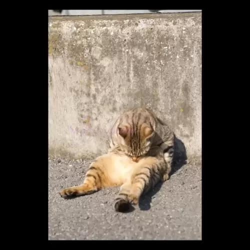 Cat・猫