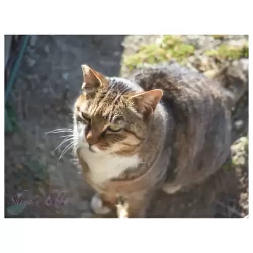 Cat・猫
