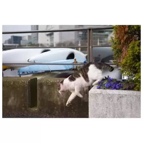 Cat・猫