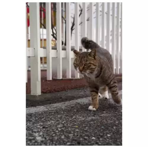 Cat・猫