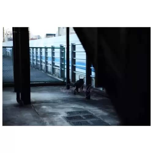 Cat・猫