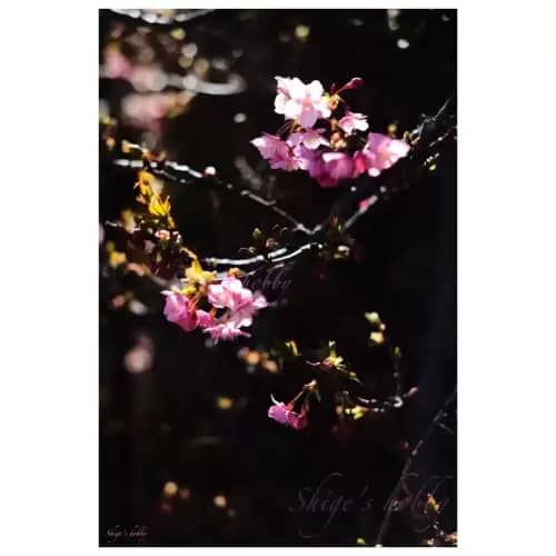 Cherry blossom・桜