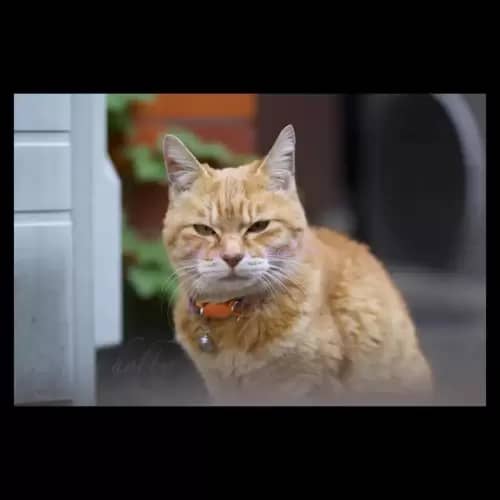 Cat・猫