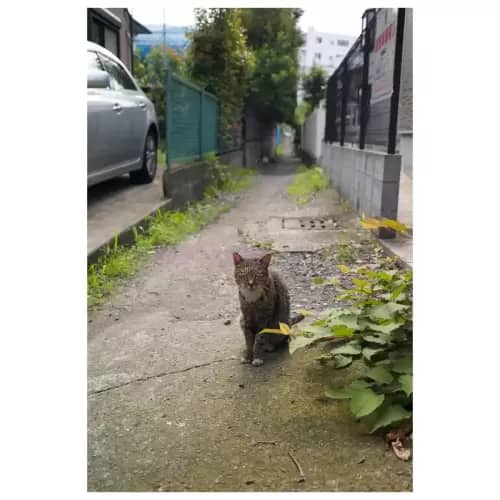 Cat・猫