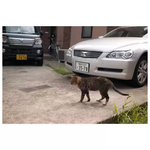 Cat・猫