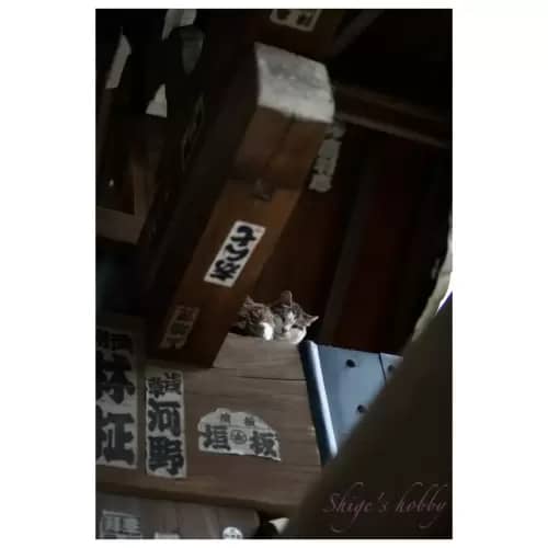 Cat・猫