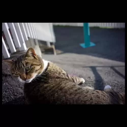Cat・猫