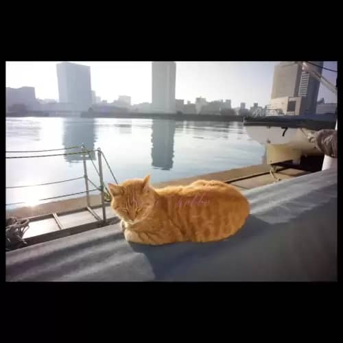 Cat・猫