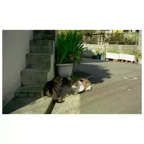 Cat・猫