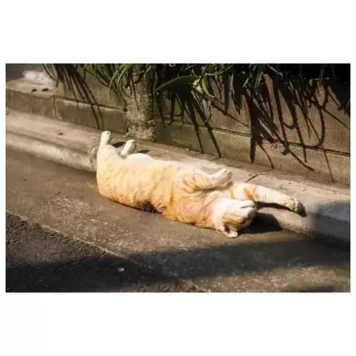 Cat・猫
