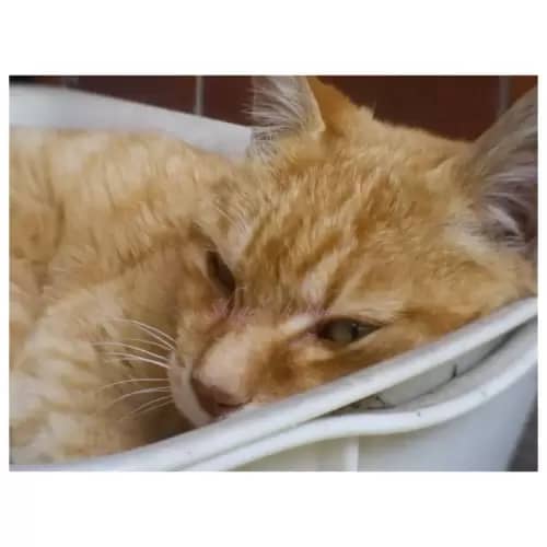 Cat・猫