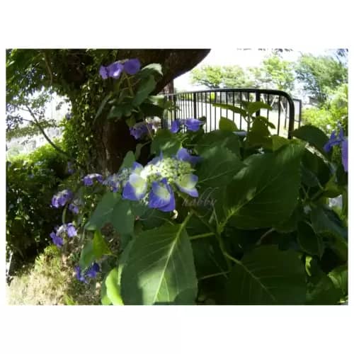 Hydrangea・紫陽花