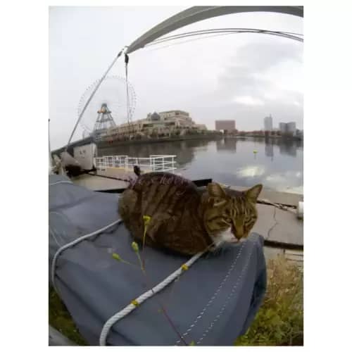 Cat・猫