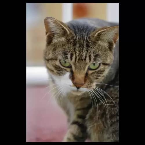Cat・猫