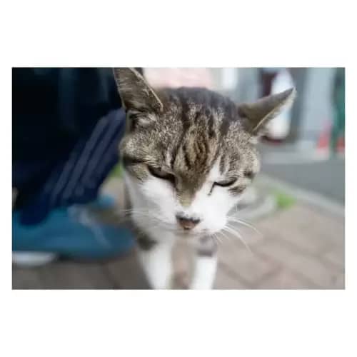 Cat・猫