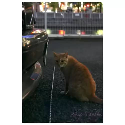 Cat・猫