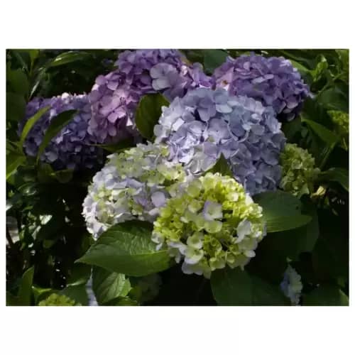 紫陽花・Hydrangea