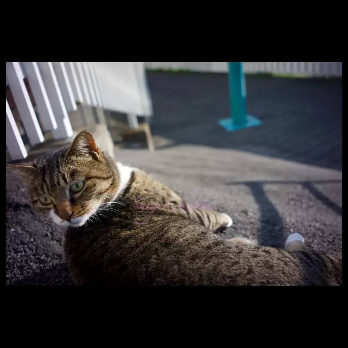 Cat・猫